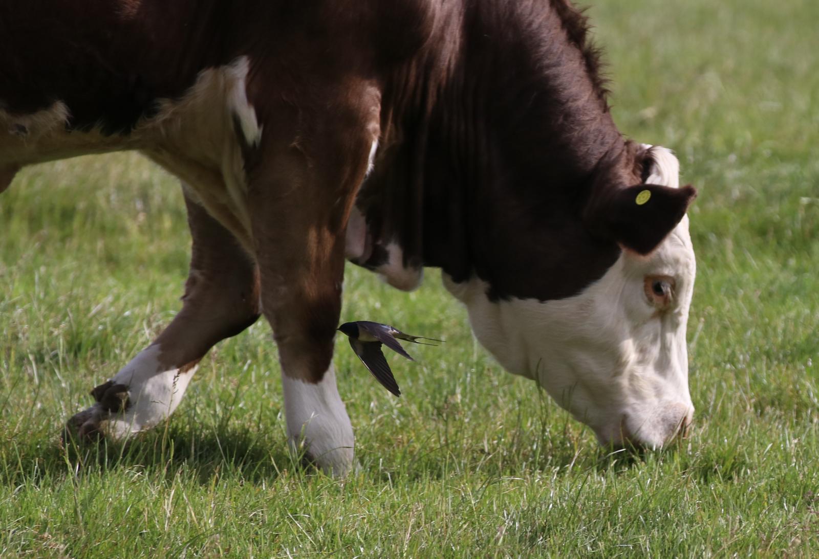 cattle plus bird 1